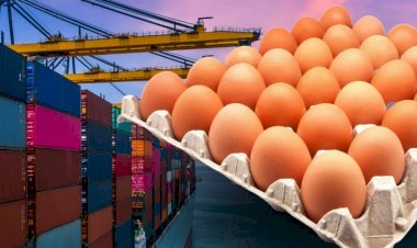 Exportações de ovos crescem 29,4% em setembro e alcançam 2,7 mil toneladas