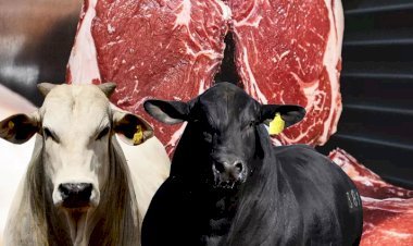 ABIEC e ApexBrasil promovem encontro em Londres sobre carne bovina brasileira